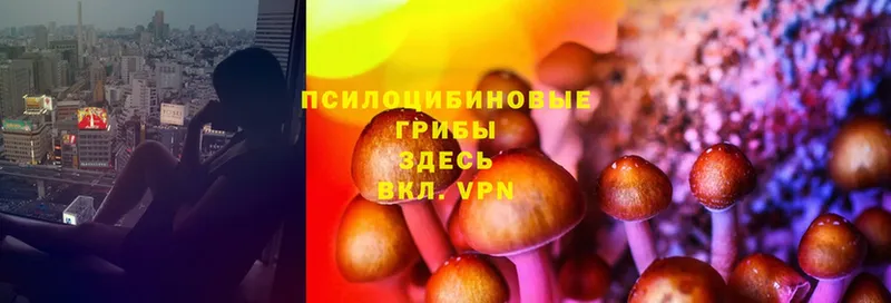 закладка  Донской  Псилоцибиновые грибы MAGIC MUSHROOMS 